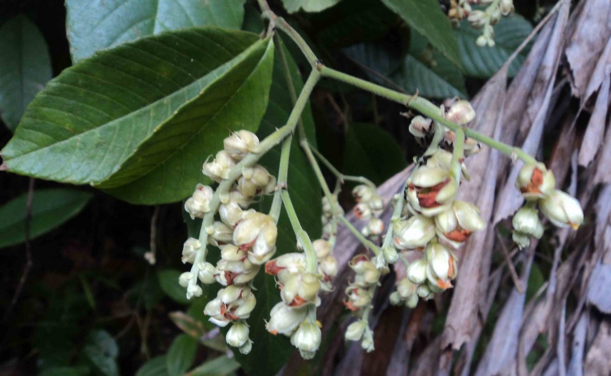 Schumacheria castaneifolia Vahl